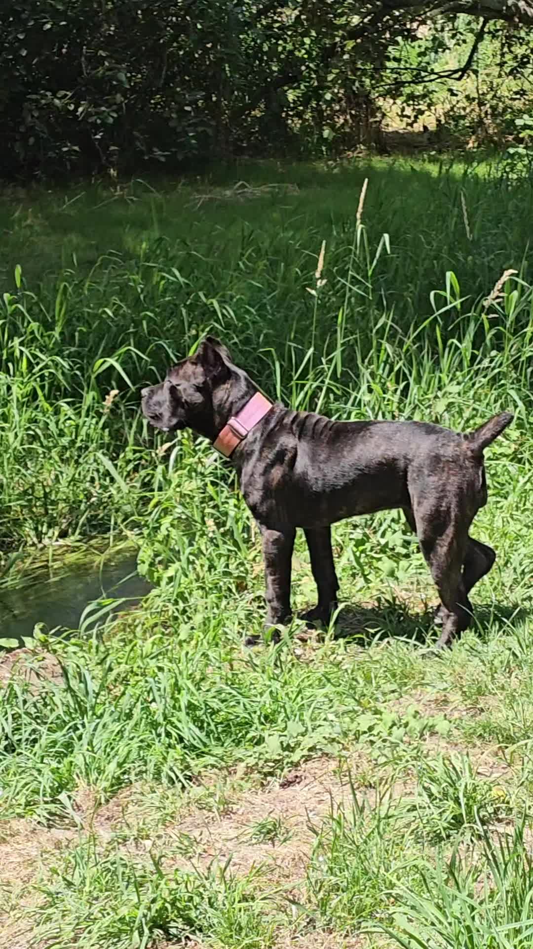 @SalmonCreekCaneCorso