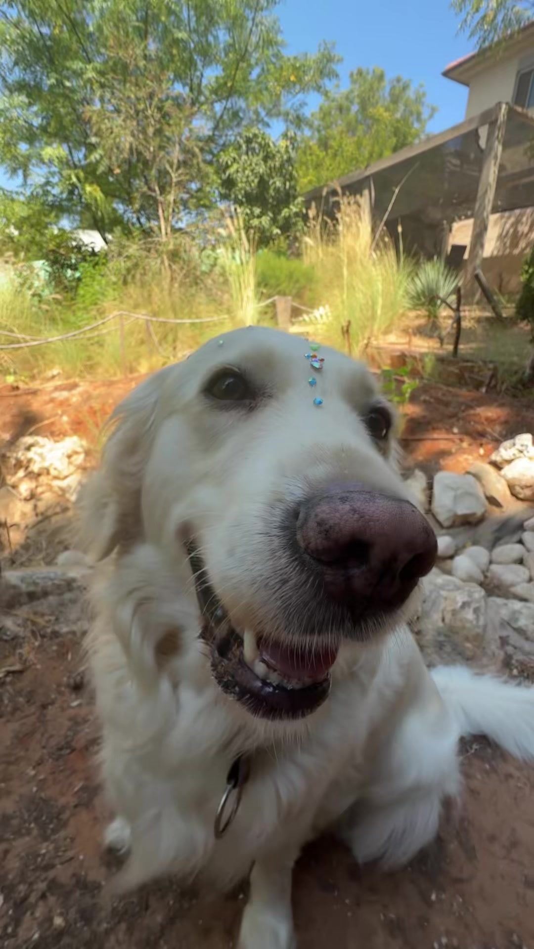 @מאיוש קושקוש