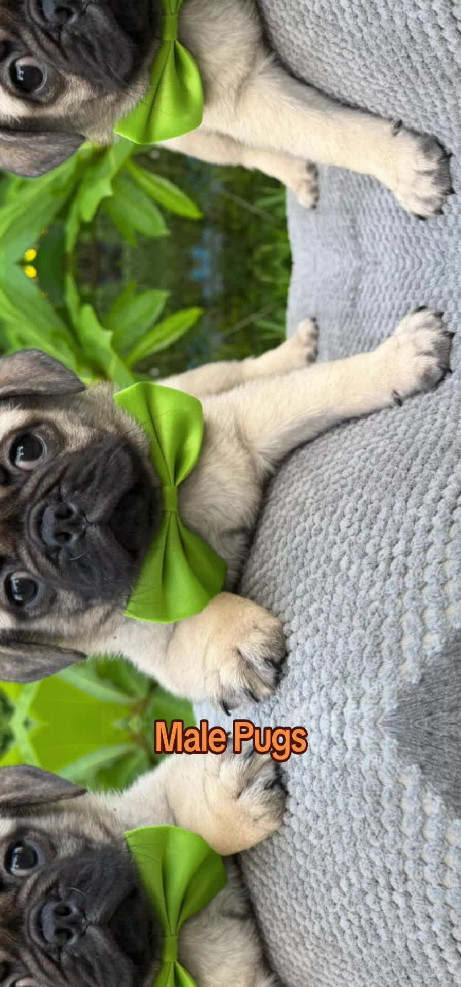 @Tommy_Yari_Frenchie