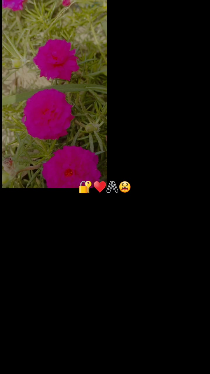 @Rozar Ammu(H+B)