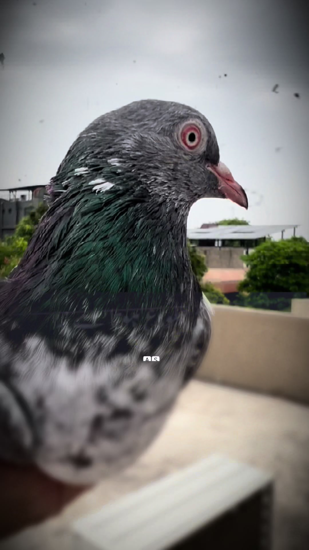 @The Best Pigeons