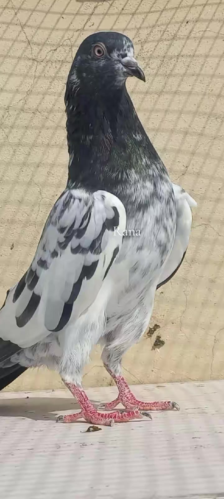@Ranakasuripigeon