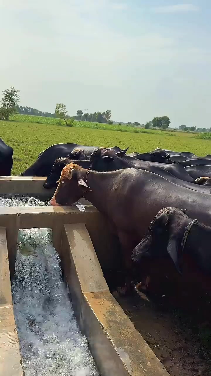 @GUJJAR DAIRY FARM