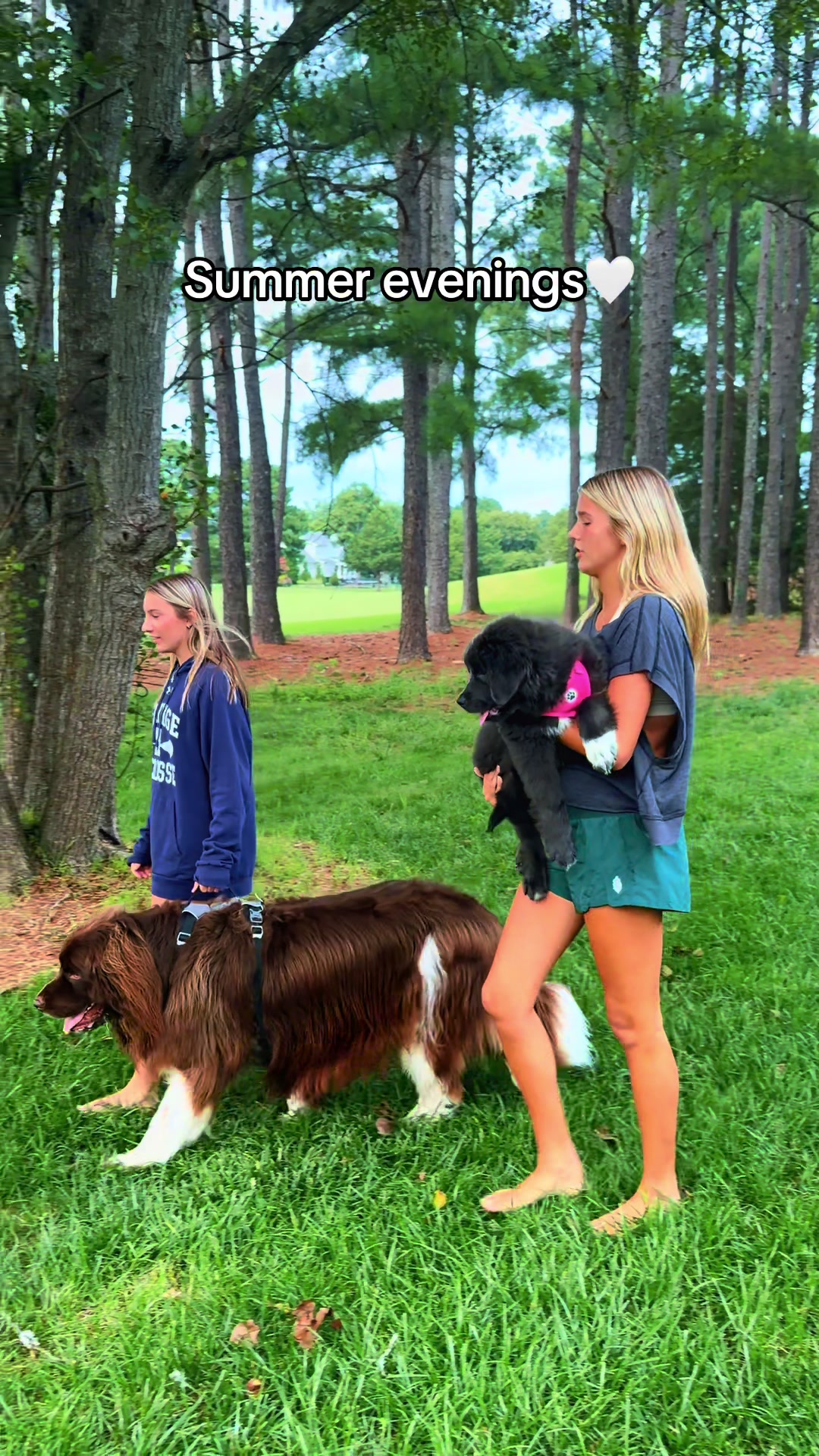 @Chewy The Newfoundland