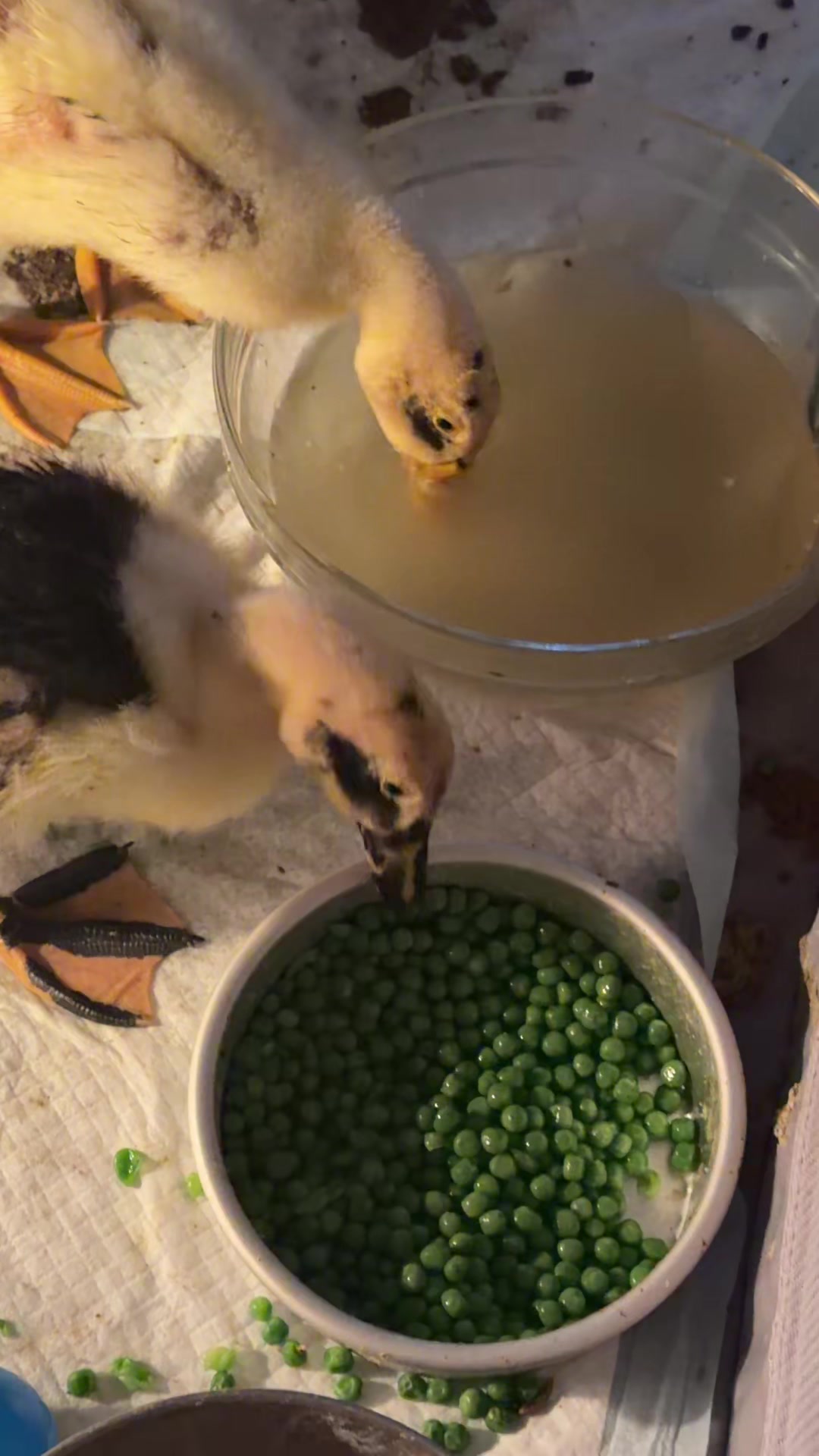 @Cluck and Waddle Farm Rescue