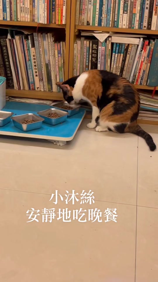 @三貓老爹