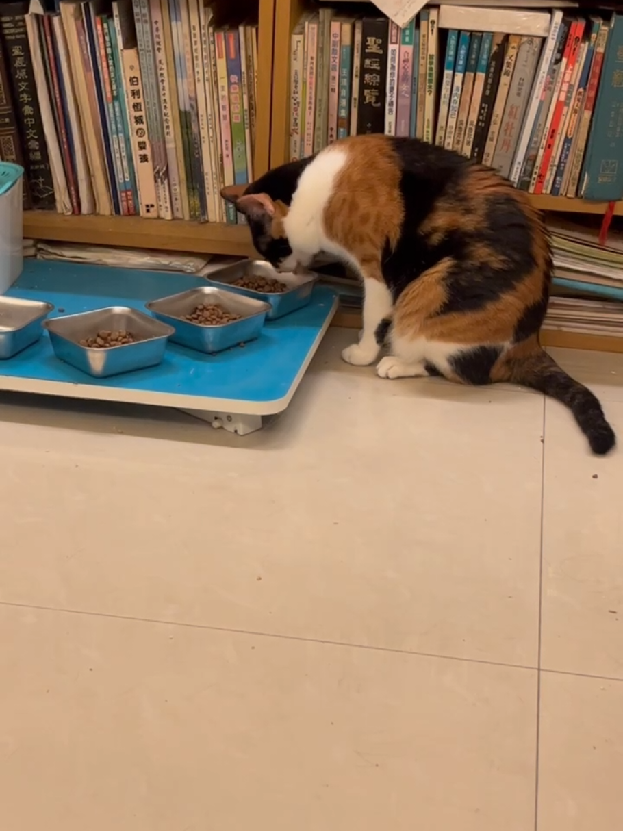 @三貓老爹