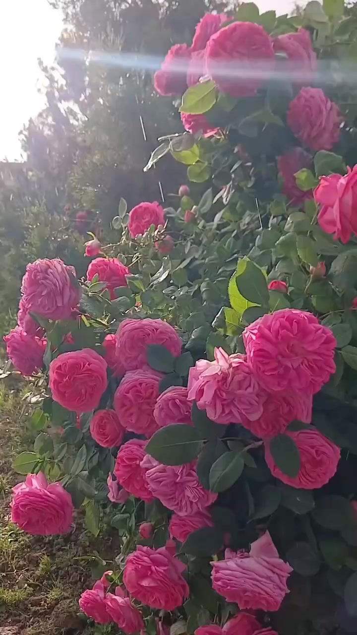 @wiya. ๐บ
