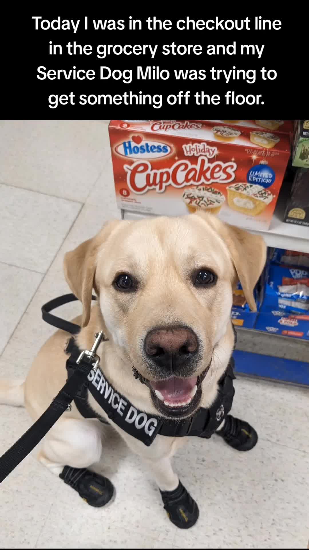 @Service Pup Milo