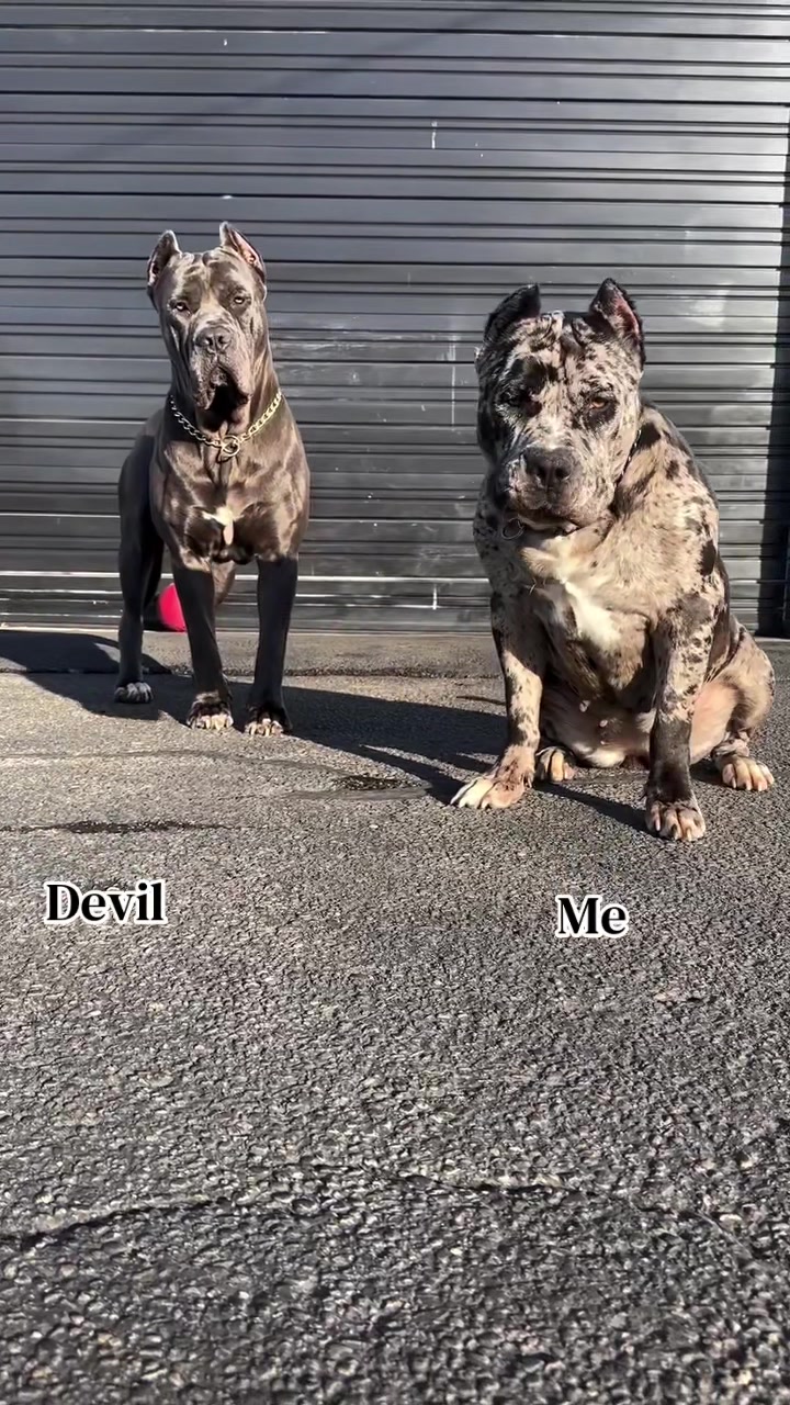 @Andrew cane corso