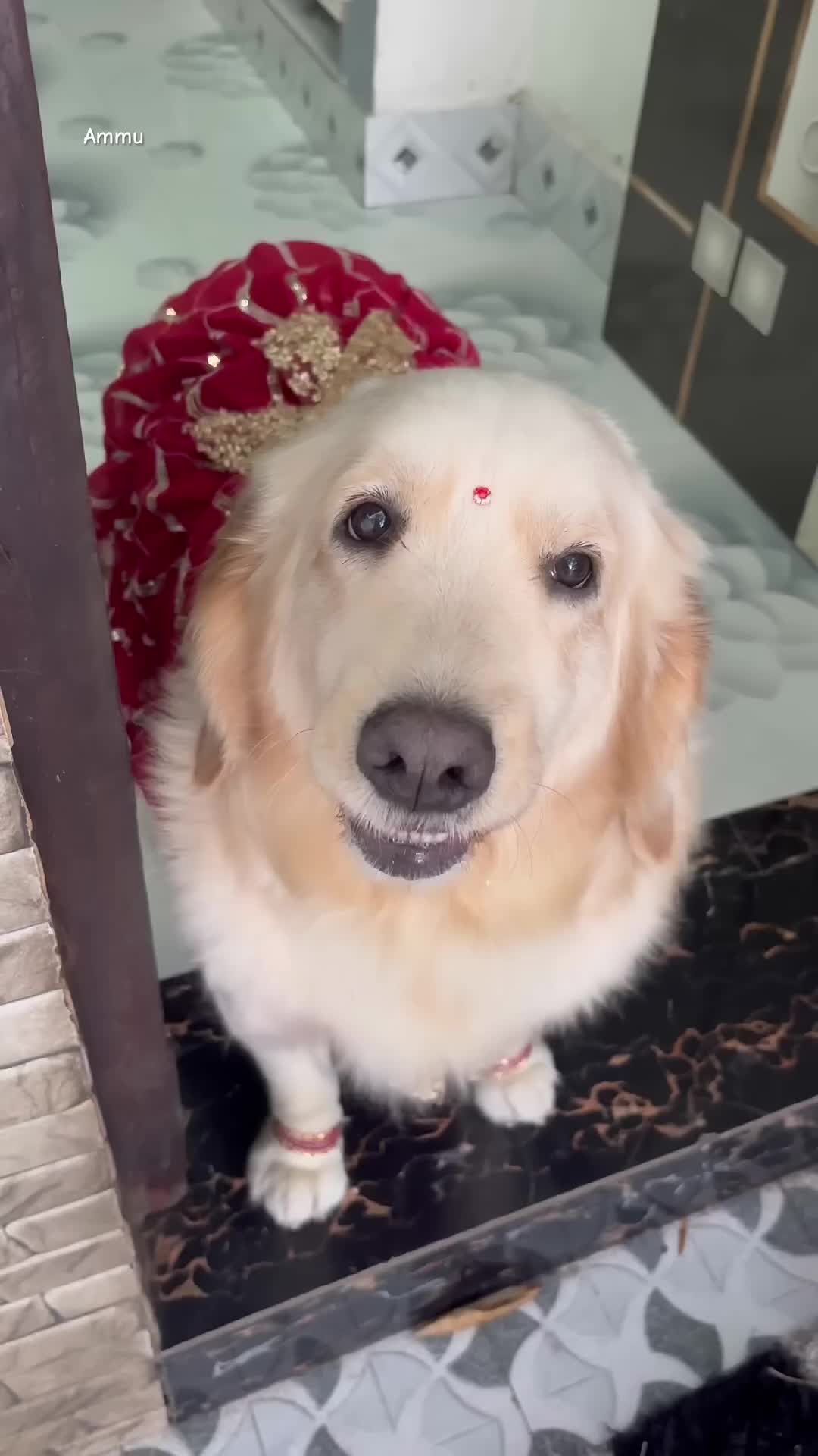 @Dogs Lovers