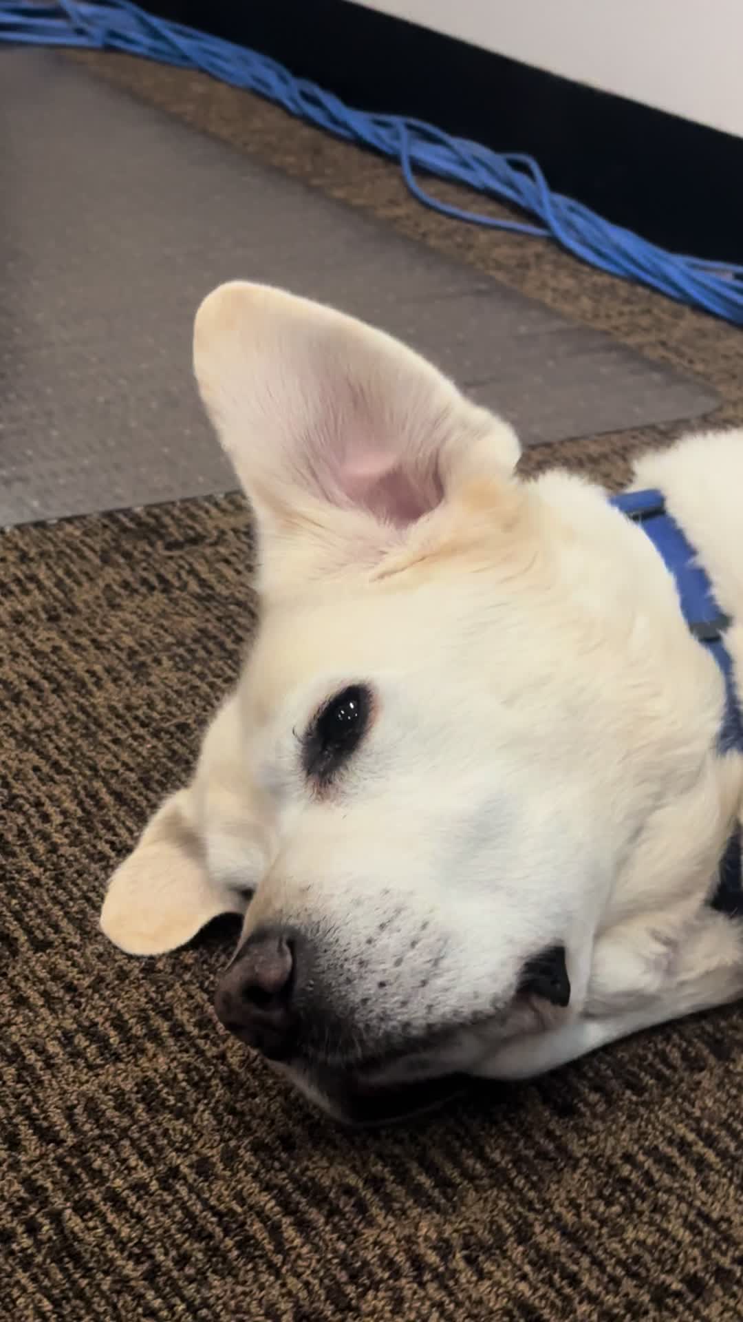 @K9_Raider