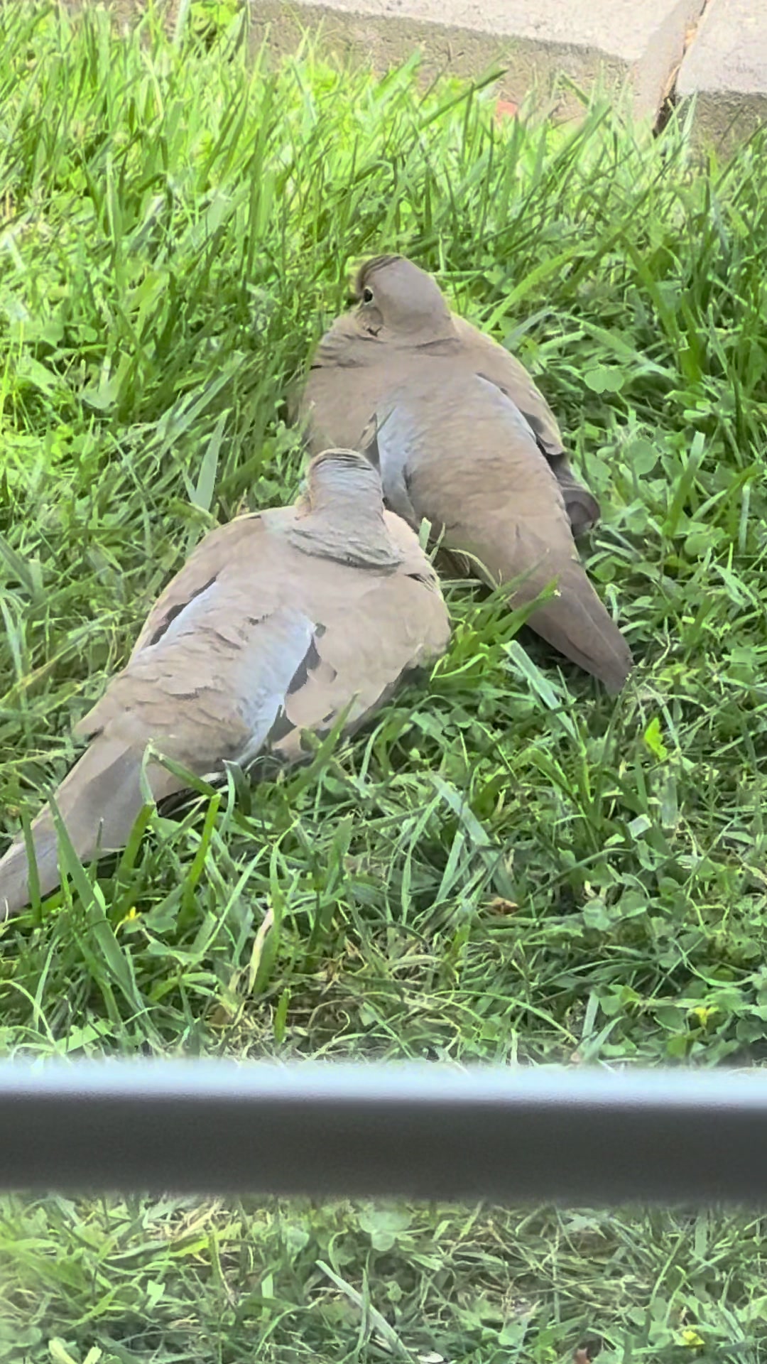 @agavnythepigeon