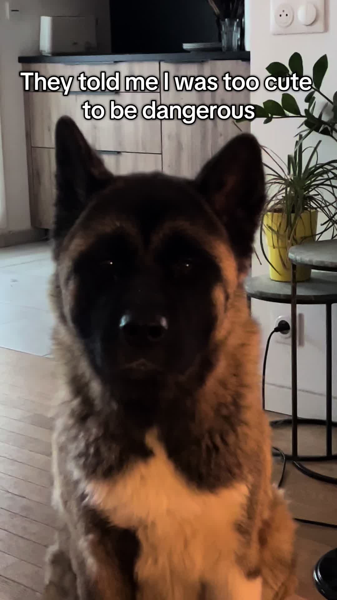 @Buffy_American_Akita