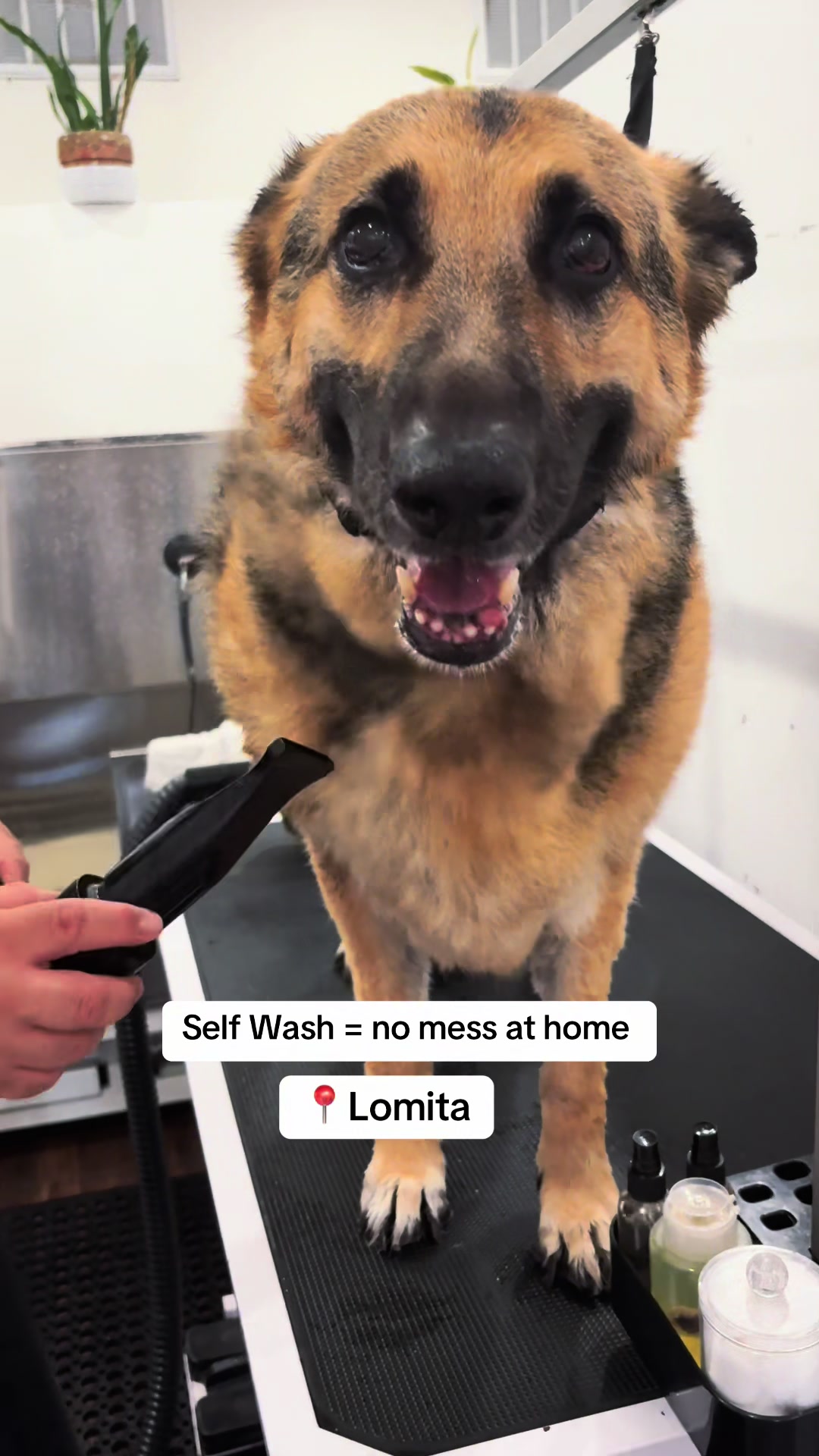 @dogwashla