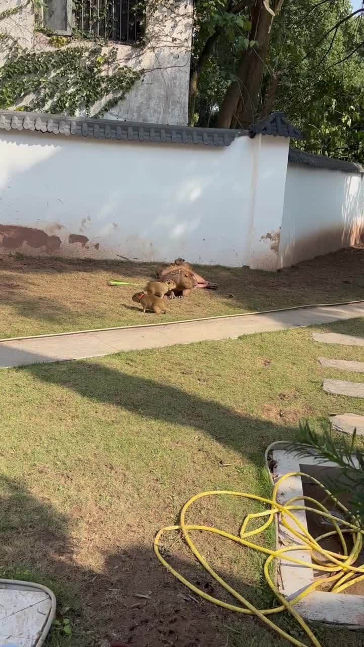 @capybara121224