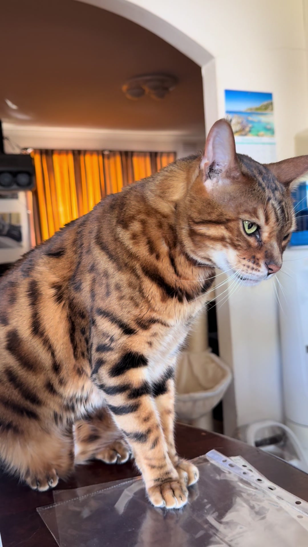 @TiggerthebrownBengal🇦🇺