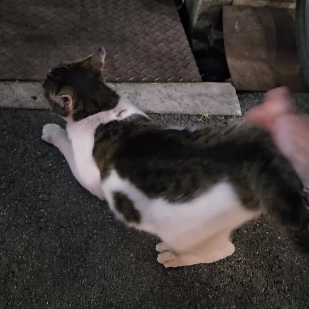 @ナナニャン