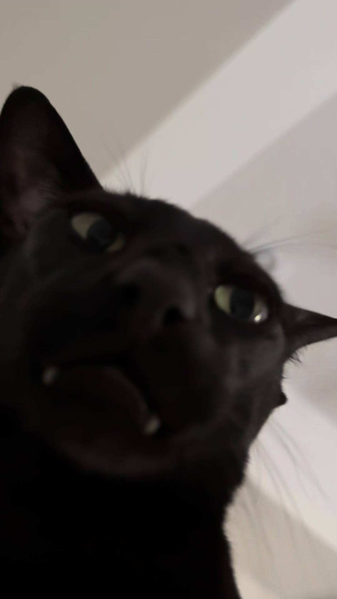 @hobbikats