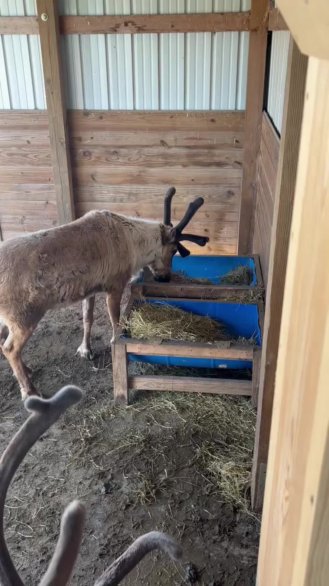 @Reindeer Randy