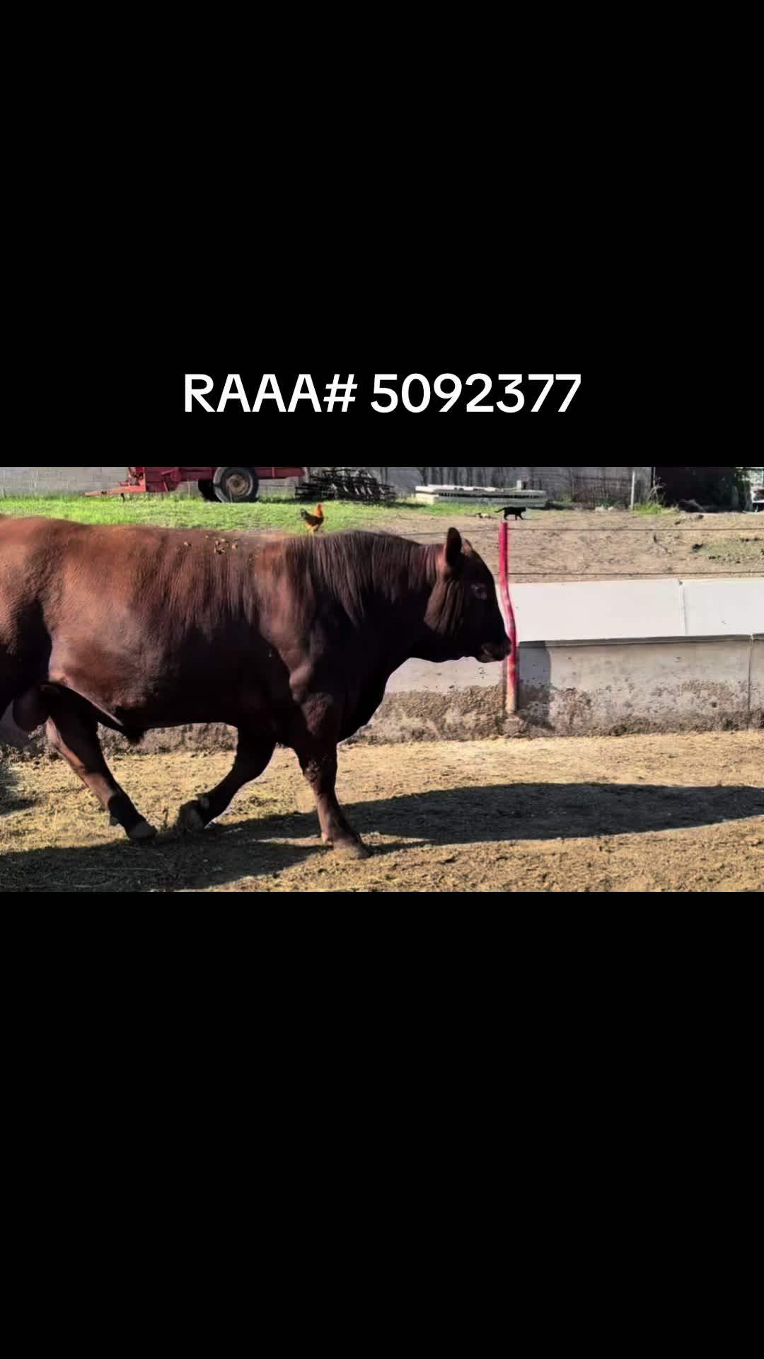 @Circle E Ranch Red Angus MN