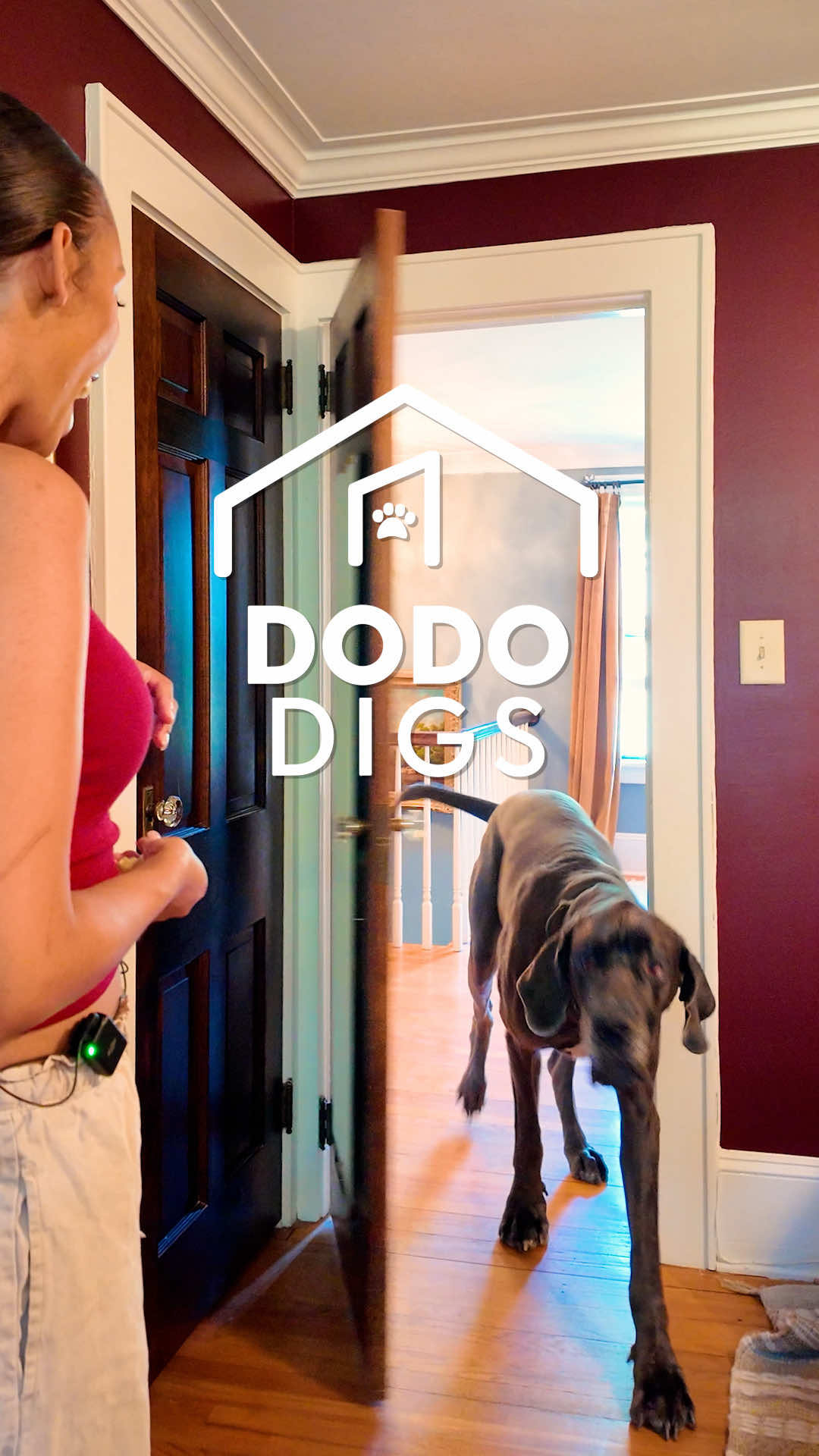 @The Dodo
