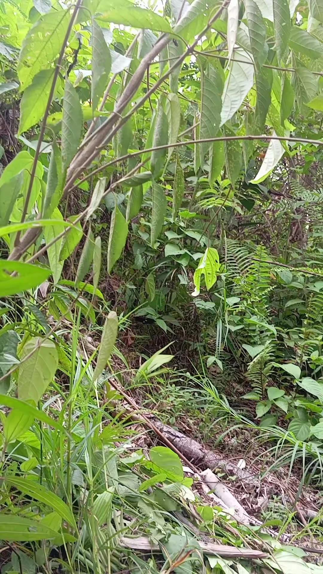 @Srindit kaltara 🦜