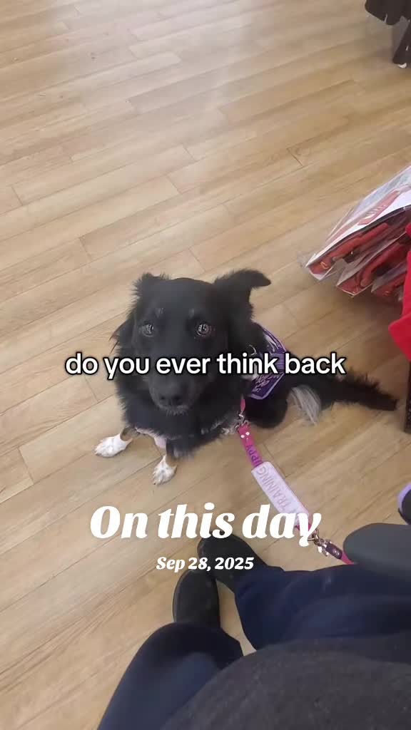 @Nala the Service aussie