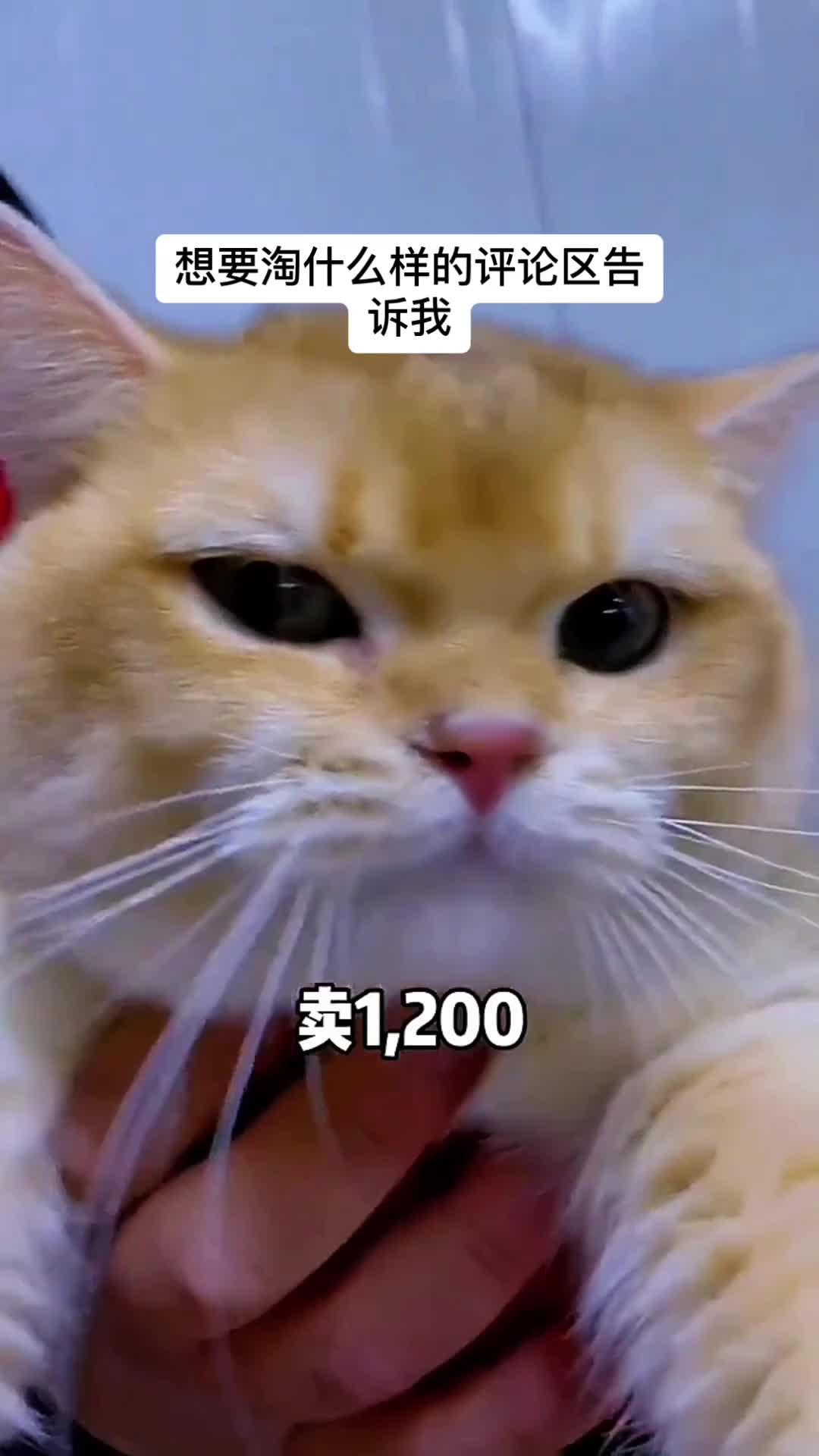 @寵物批發零售（一手批發，零售）