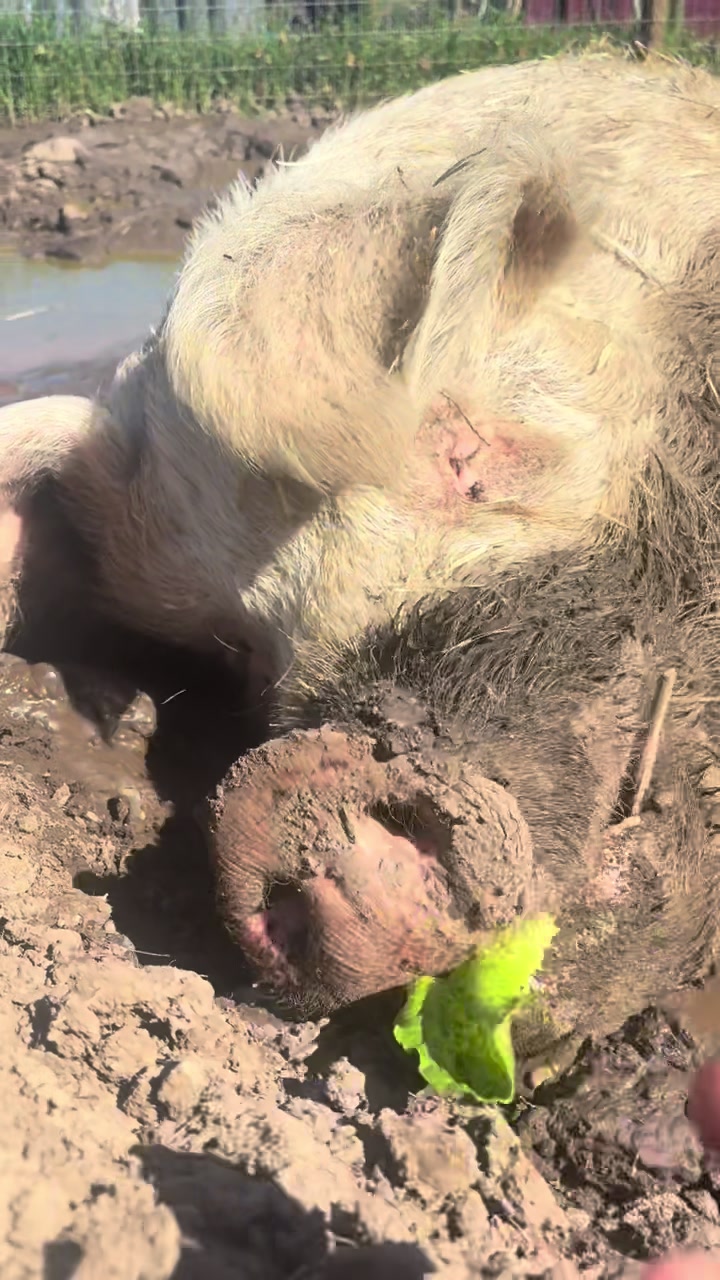 @Home for Hooves 🐽