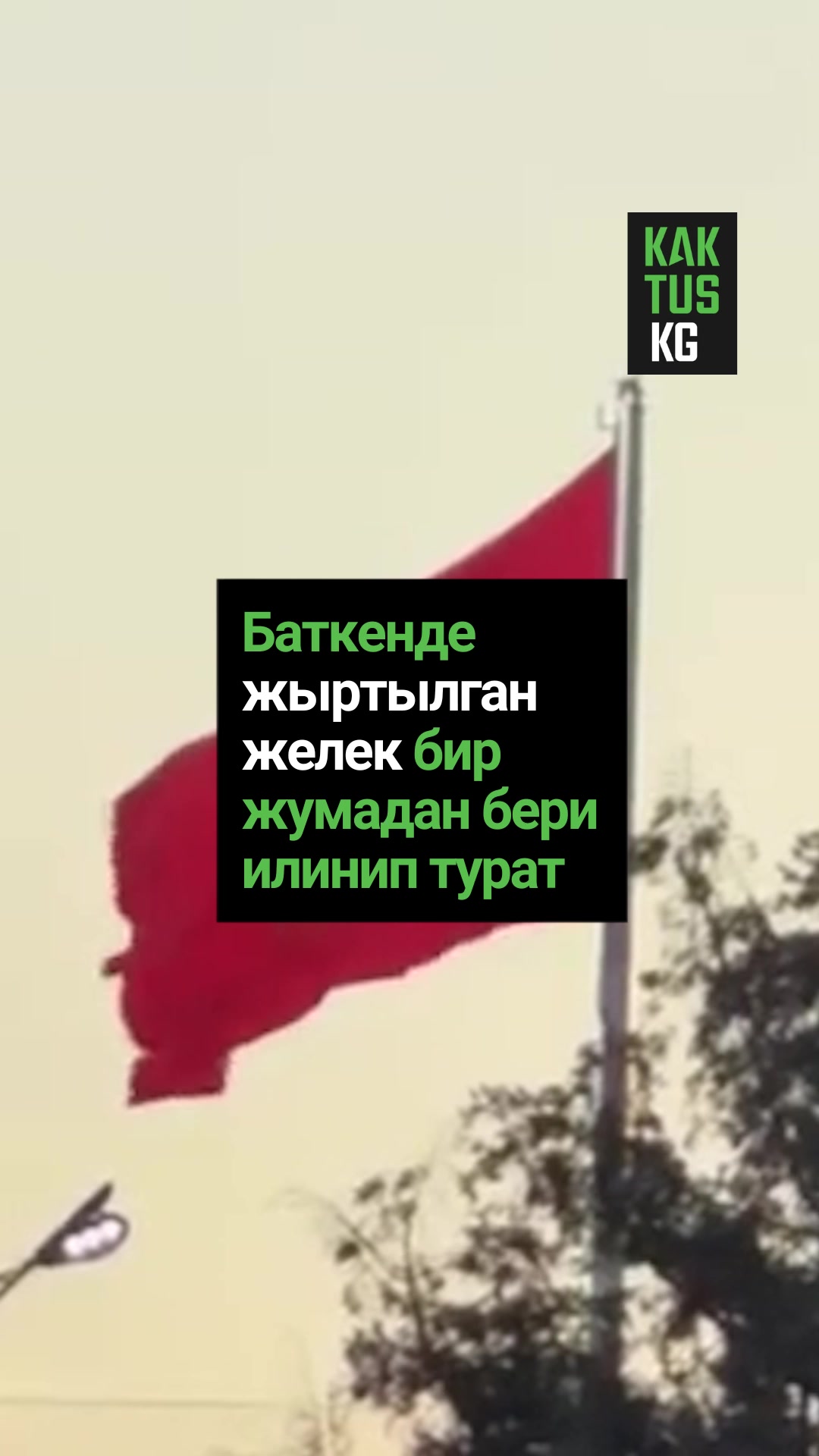 @Kaktus KG