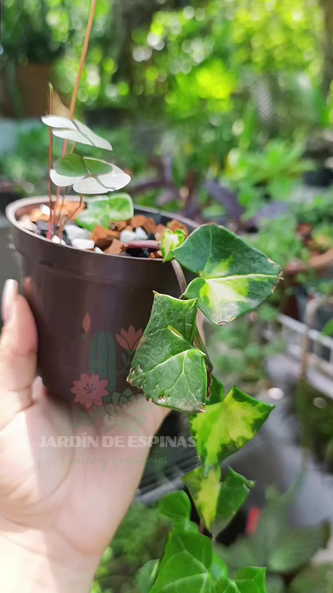 @CACTUS JARDIN DE ESPINAS