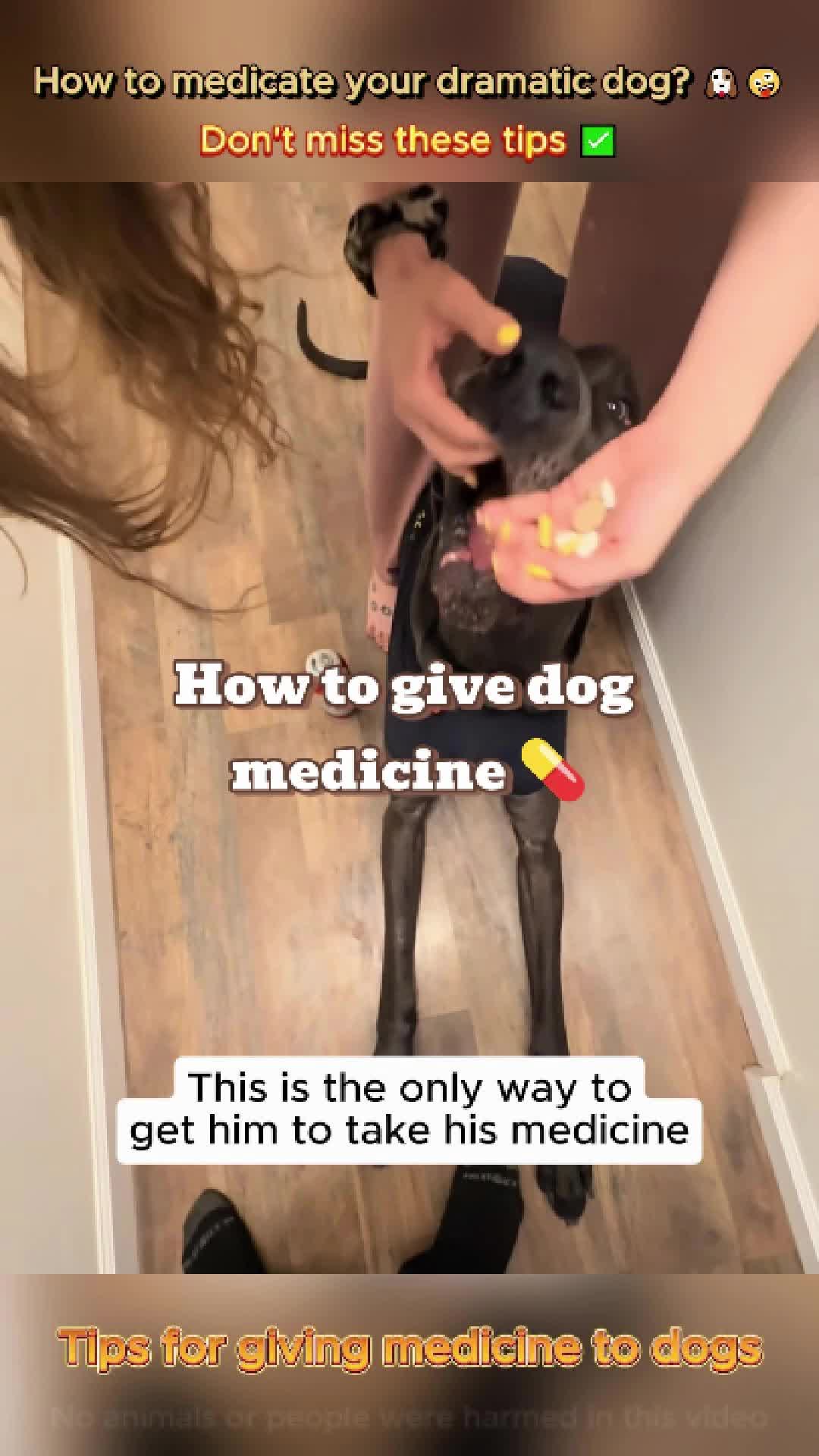 @pet.funny799