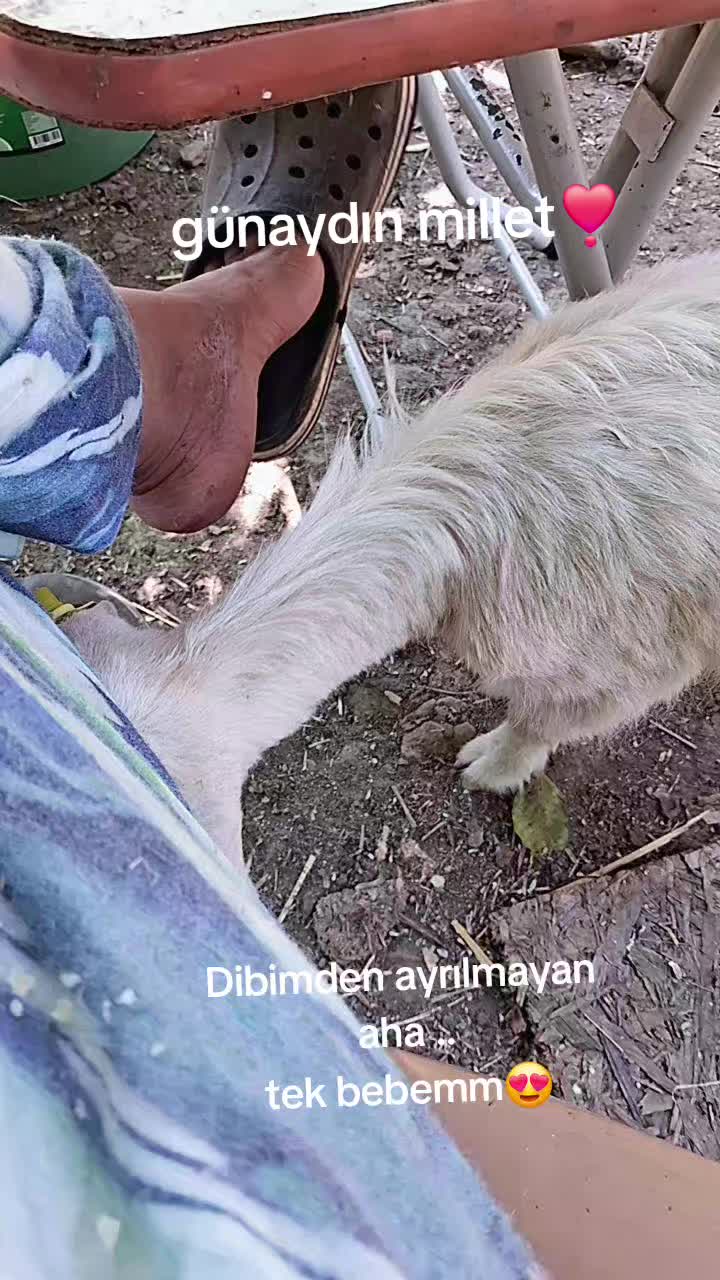 @Serap ince çiftliği
