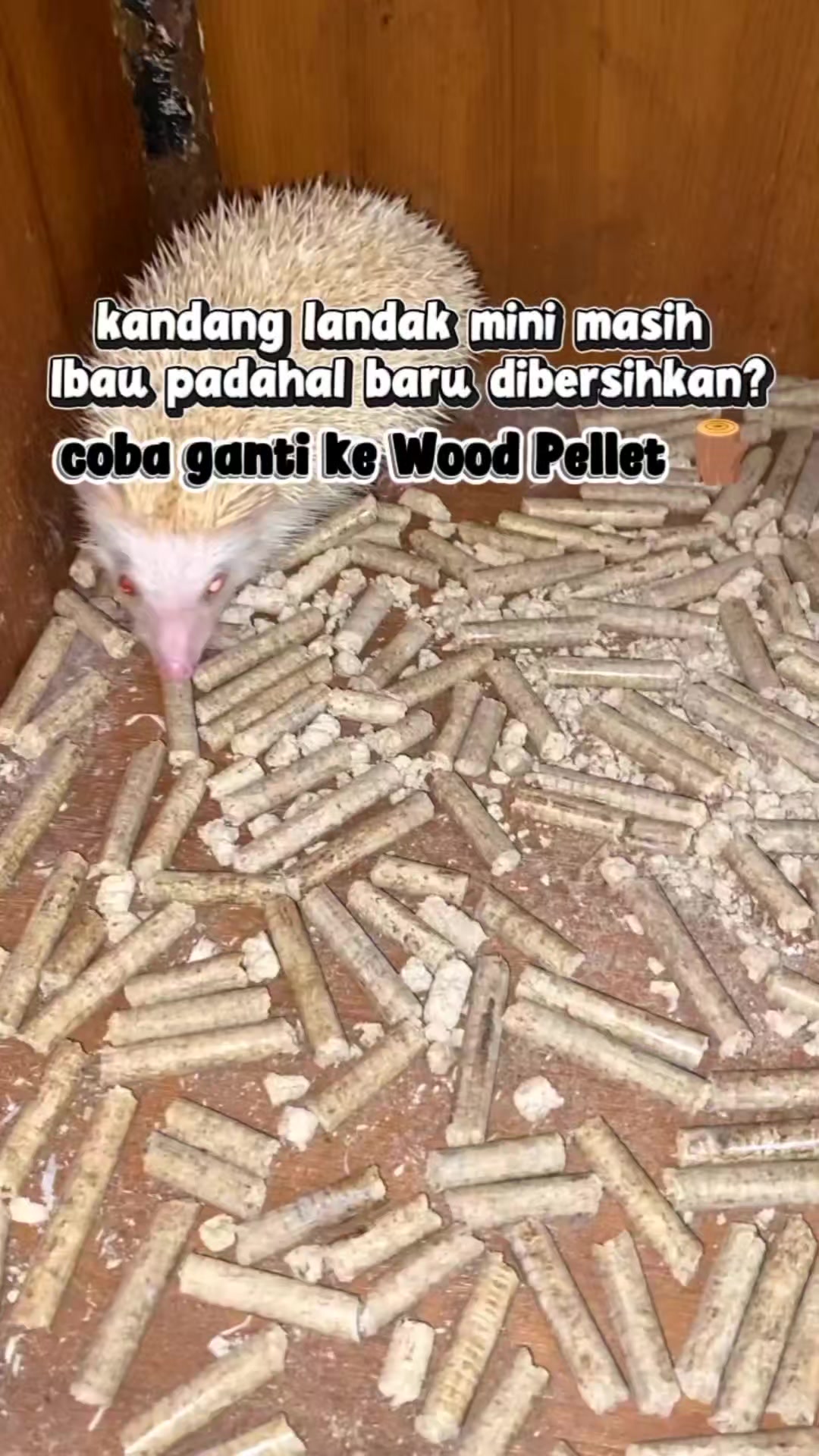@TamaGo Pet