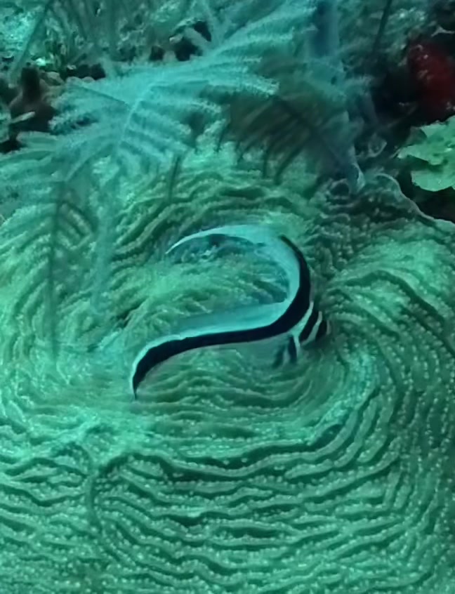 @oldnewdiver