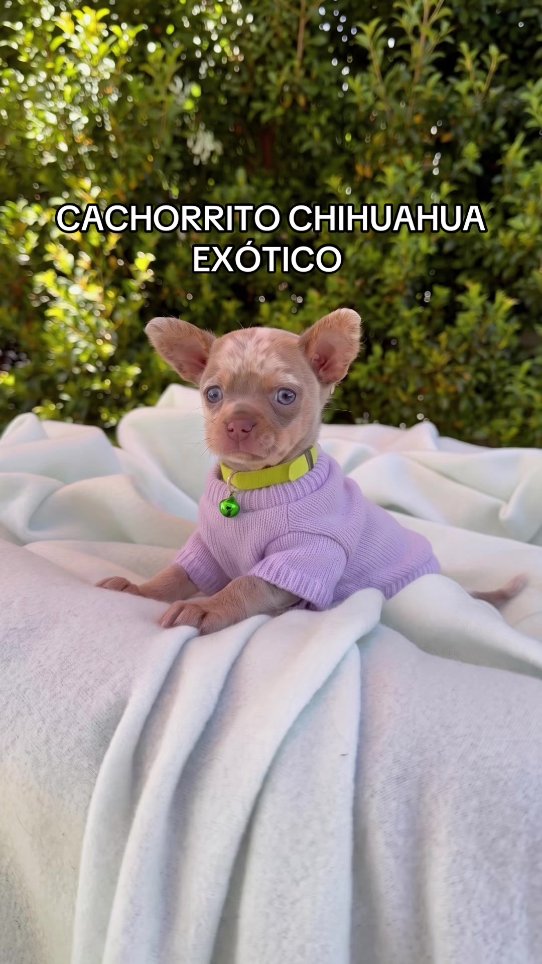 @Super Pet Ecuador 🇪🇨 🐶