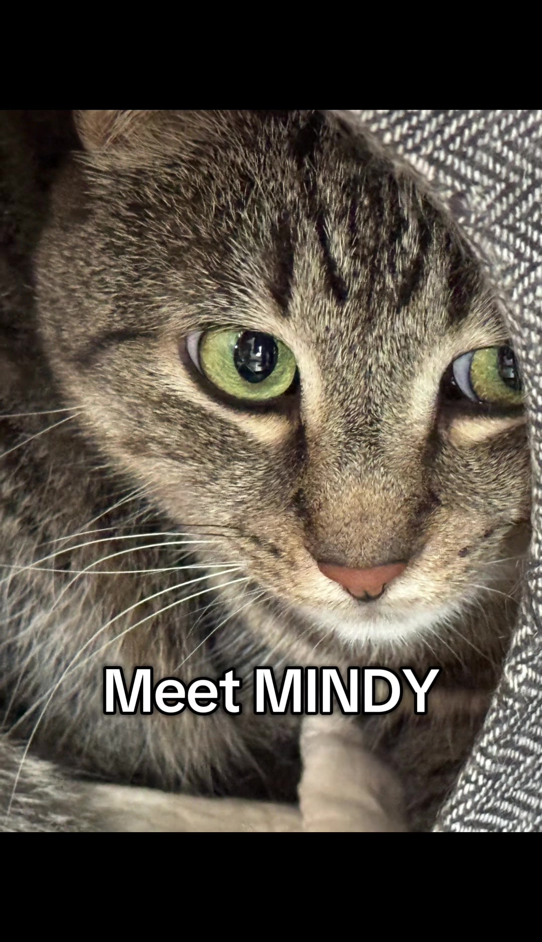 @North Toronto Cat Rescue