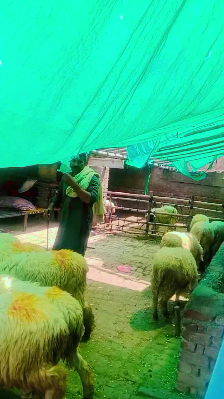 @Ch M Shahzad gujjar