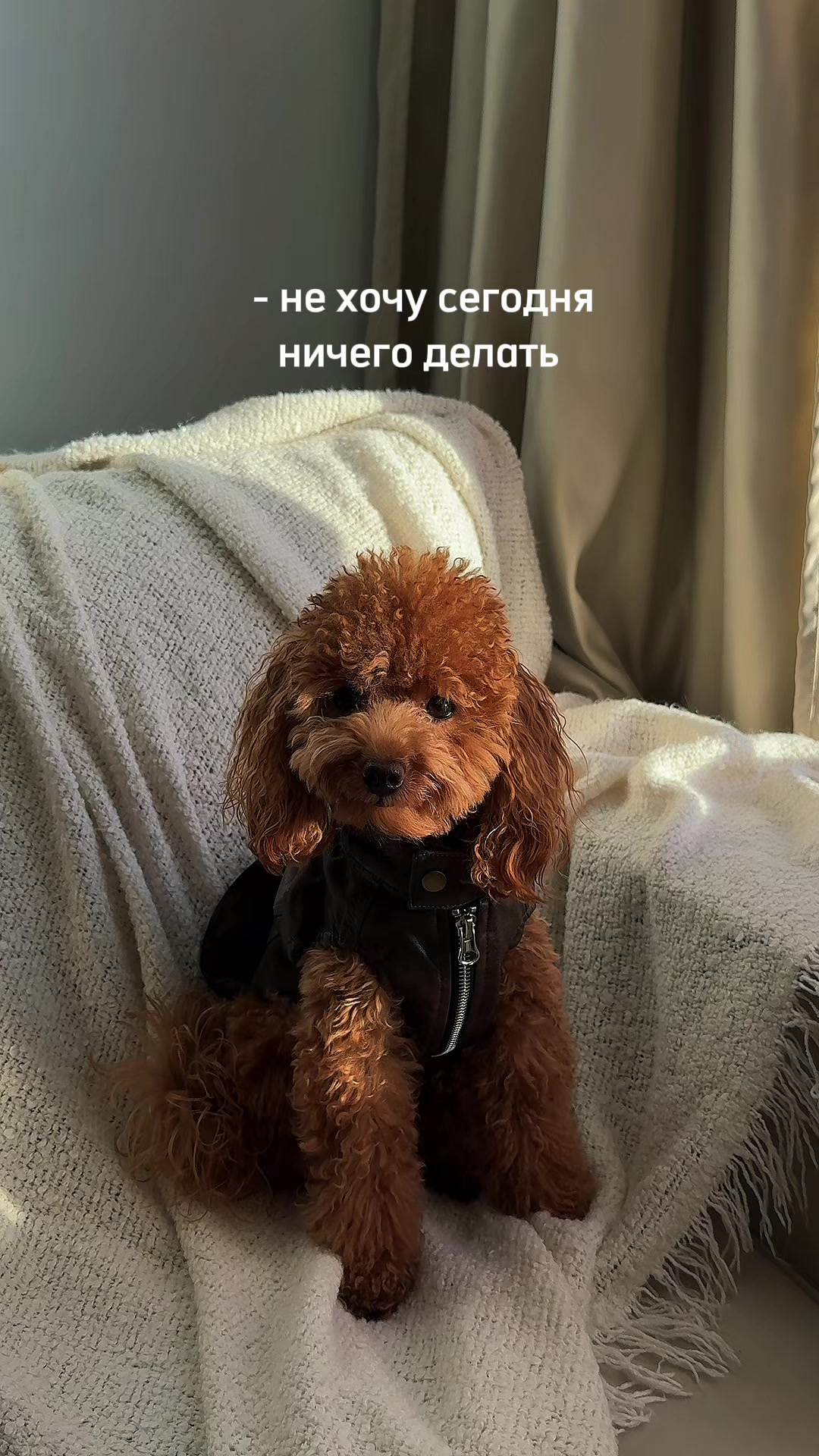 @beatrice_poodle
