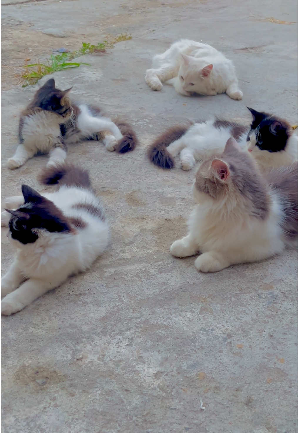 @KîTKáT😻