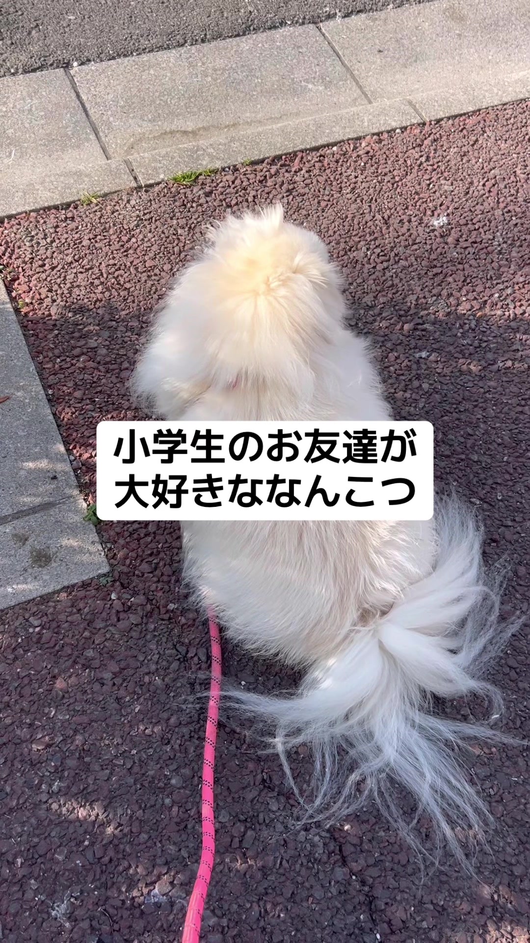 @なんこつ