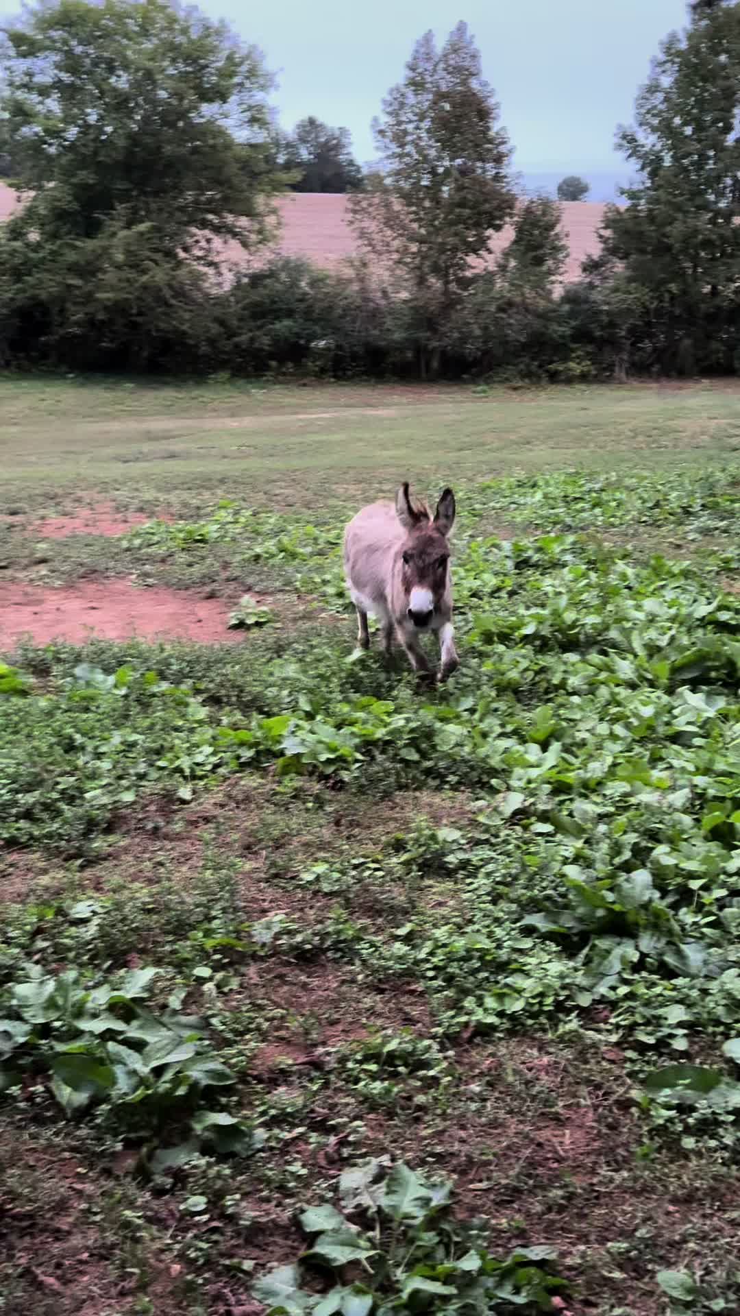 @jacksonridgefarm