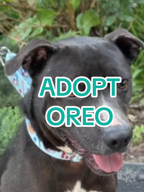 @Adopt a Pet