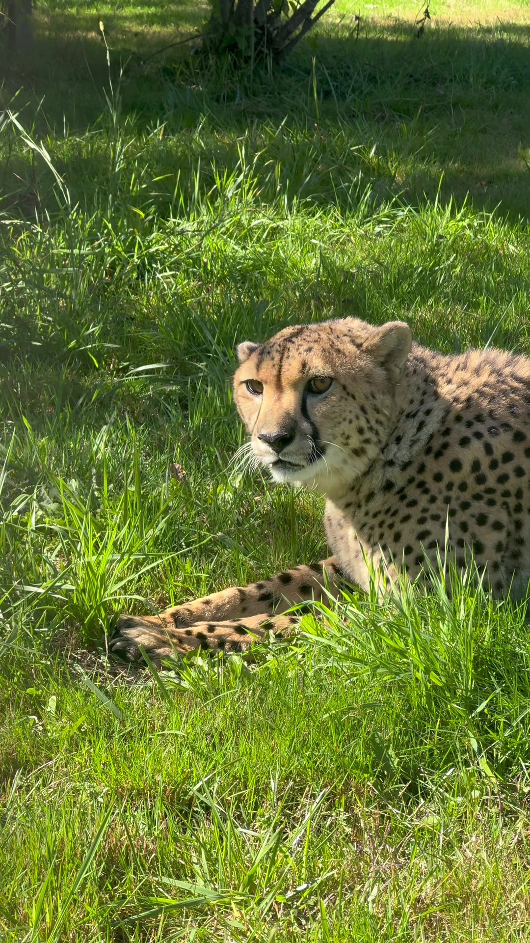 @The Wildcat Sanctuary