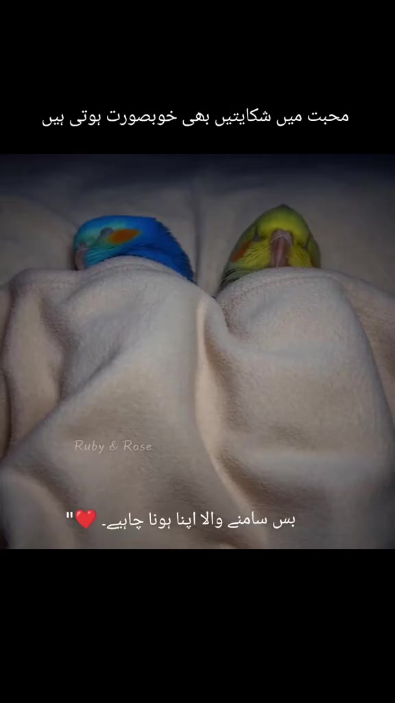 @🇦🇪 sultan Malik🦁🐯🦁🐯🐅🐅
