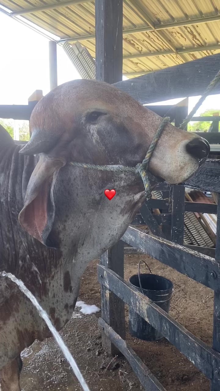 @Castañeda Rubio 🤠❤️