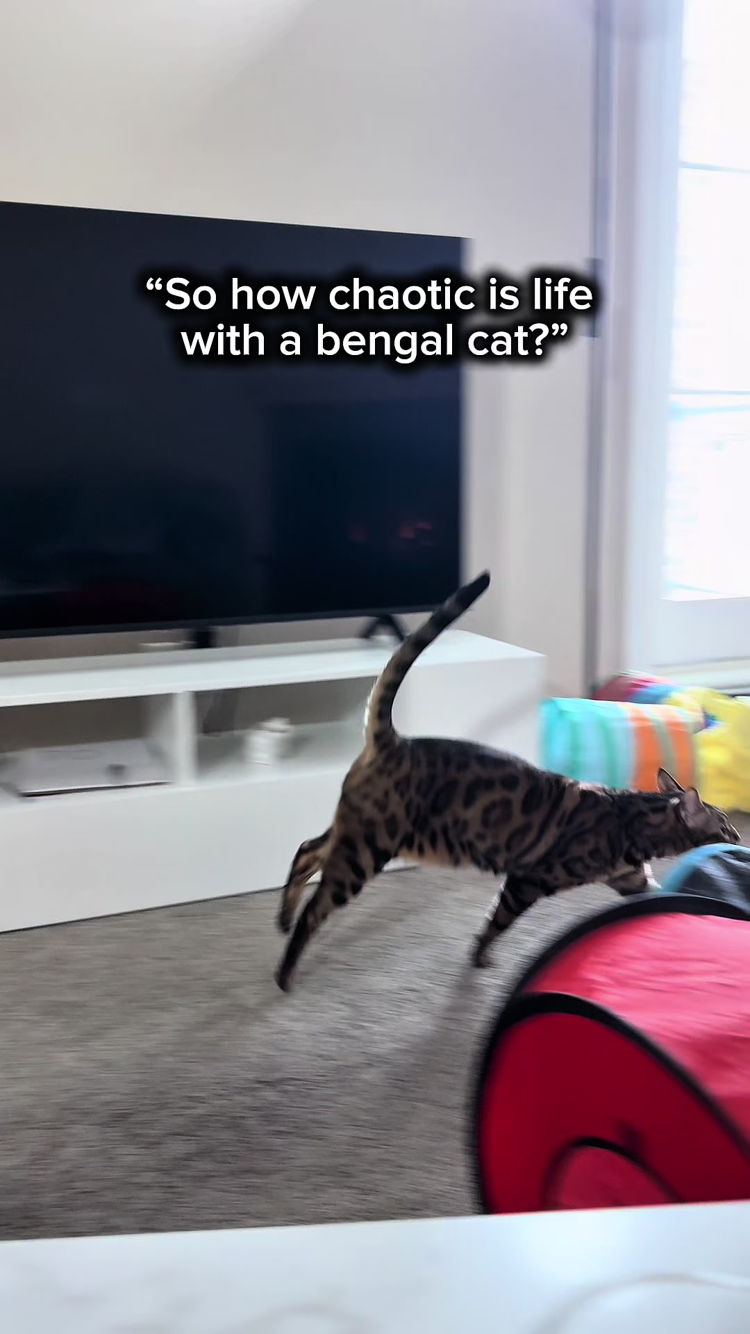 @Three Nawty Cats
