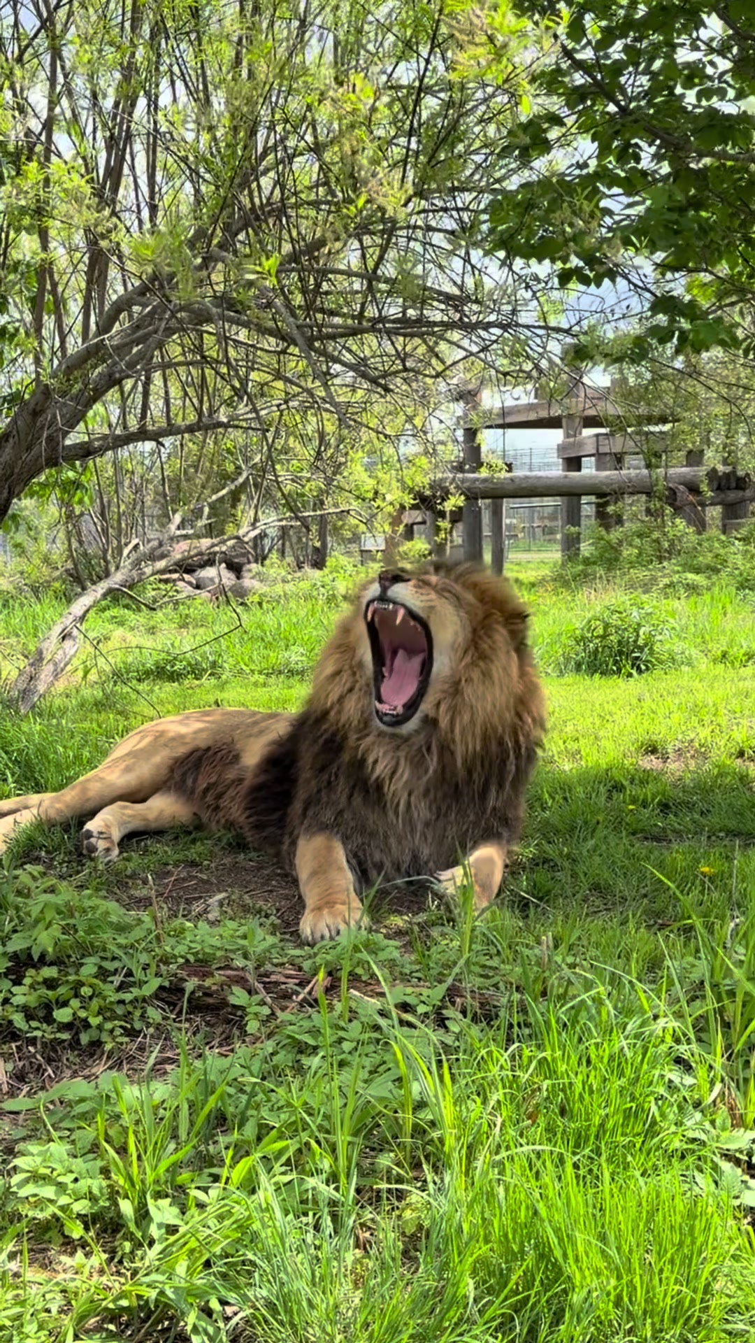 @The Wildcat Sanctuary