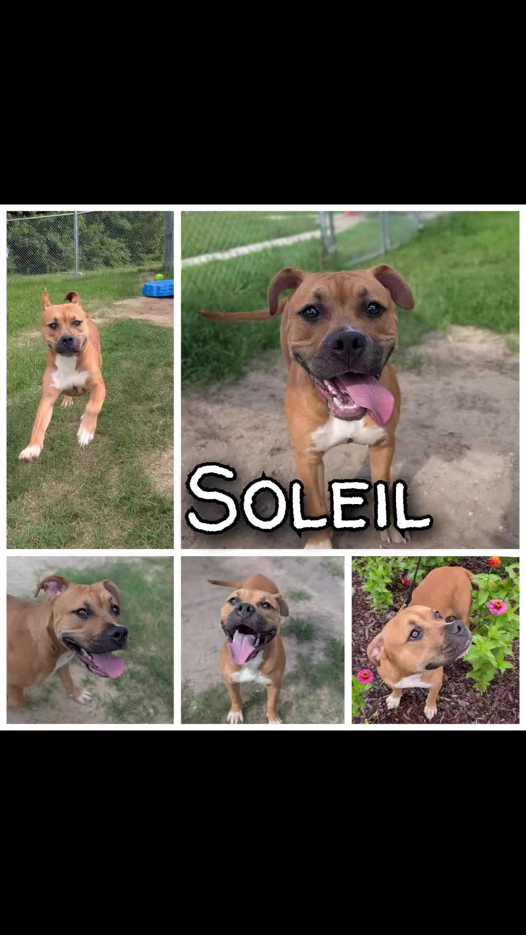 @Shelter Dog Walk Tok